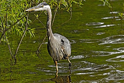 Heron