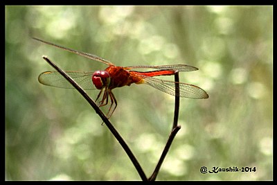 Dragon Fly-3