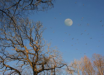 The moon and the birds