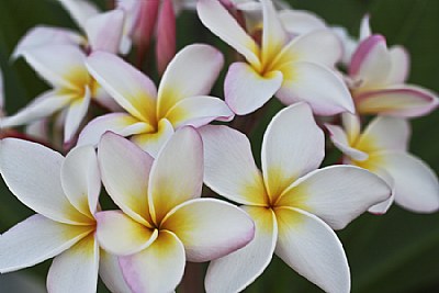 Plumeria