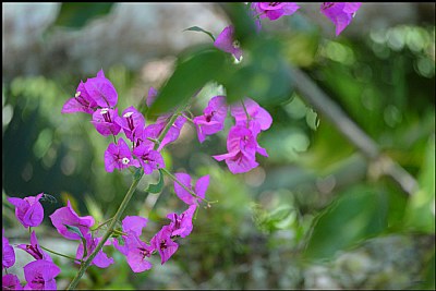 Beleza delicada