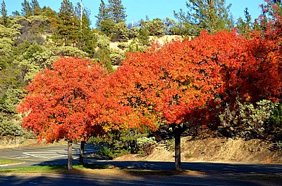 Fall Colors At Sunset