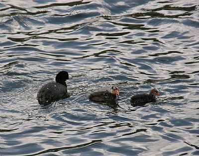 Coots