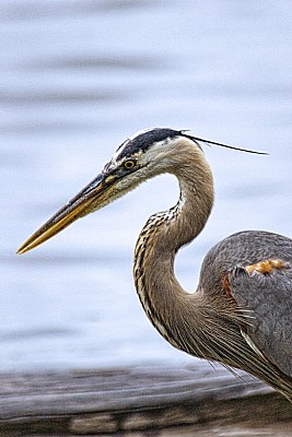 Heron