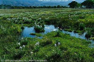 Lily Field