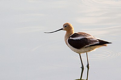 An American Avocet