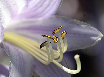 stamens inside with love