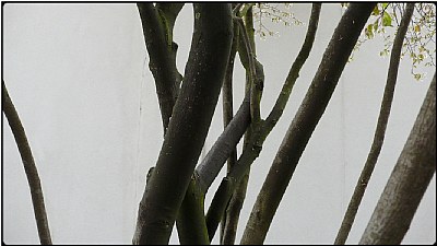 tree stalks