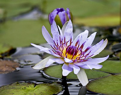 Purple Lily 