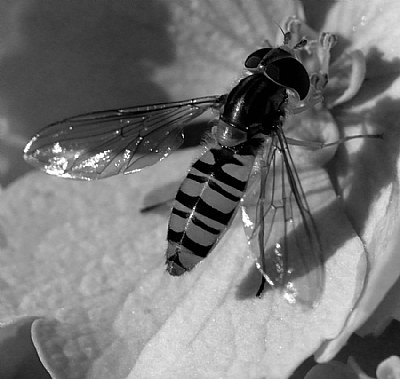 Hover-fly  bw