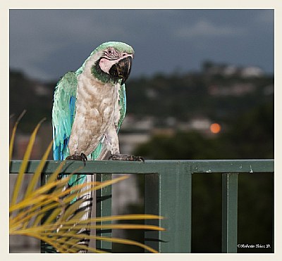 guacamaya