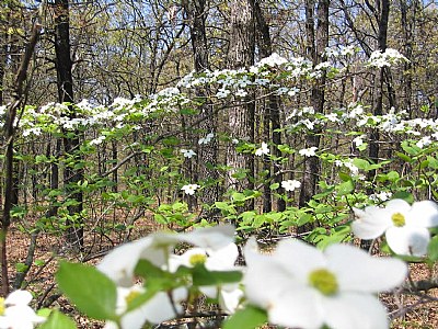 Dogwood Flowers