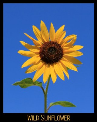 "Wild Sunflower"