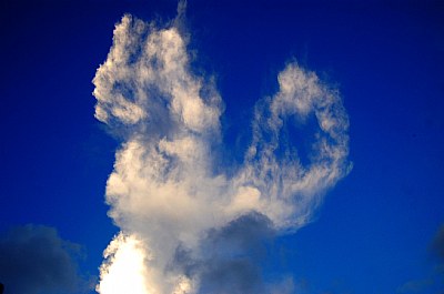 cloud rabbit