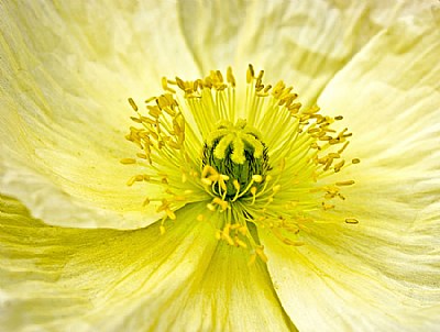 Yellow Poppy