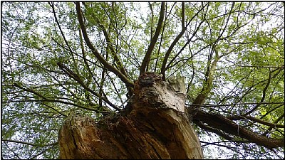 broken willow tree