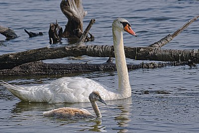 Staying close to mom