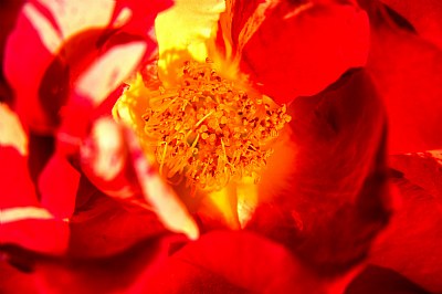 rose embers