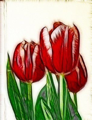 Sketched Tulips