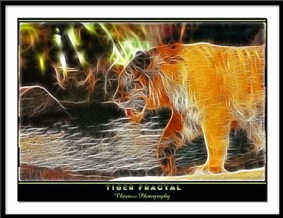 Tiger Fractal