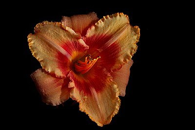  peachy frilly lily 3