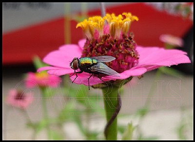 Pink Zinnia Bundle Fly