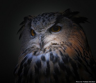 Owl. Portrait.