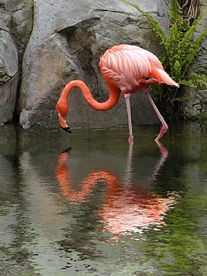 Peaceful Flamingo