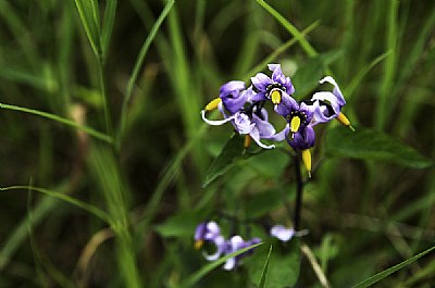 purple flower