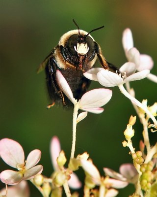Bee Still II