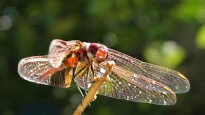 The Smile of Dragonfly