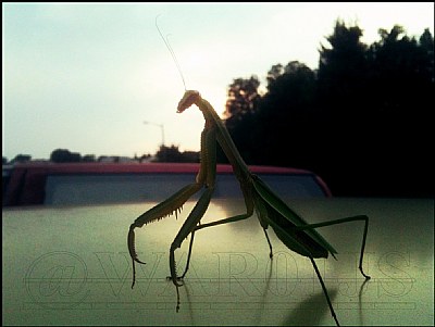 Summer Ends Praying Mantis