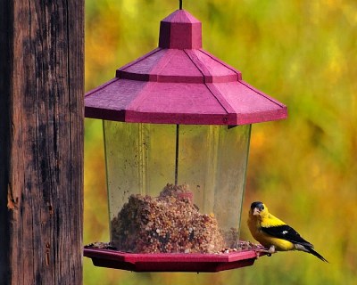 Yellow finch's evening snack