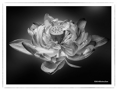 Lotus