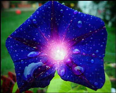Morning Glory flower AfterShowers II