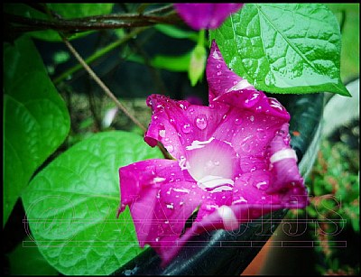 Morning Glory flower Violet AfterShowers III 