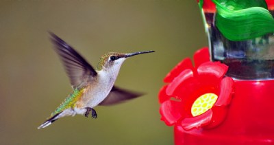 Panoramic hummer