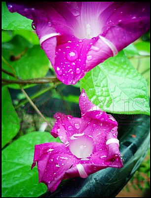 MorningGlory flower Violets AfterShowers