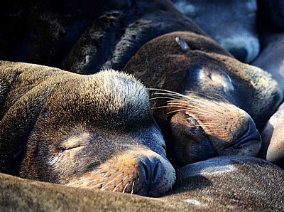 Friends While Sleeping