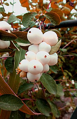 Autumn Berries