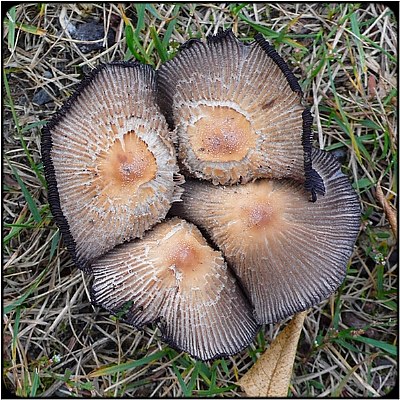mushroom quartet