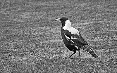 Australian Magpie