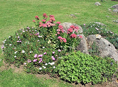 Rocks & Flowers