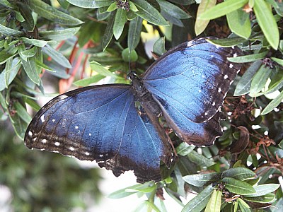 Pretty in Blue