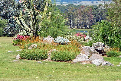 Cactus, Trees & Flowers