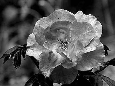 Black and white rose