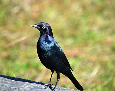 Common Black Bird