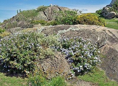 Flowers & Rocks