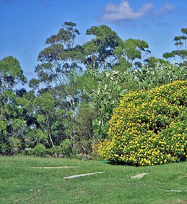 Eucalyptus & Flowers