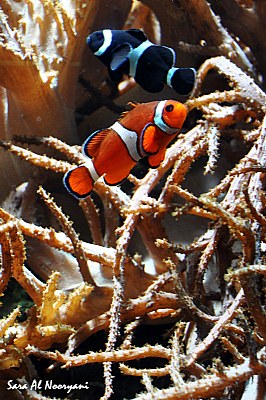 Nemo & Friend